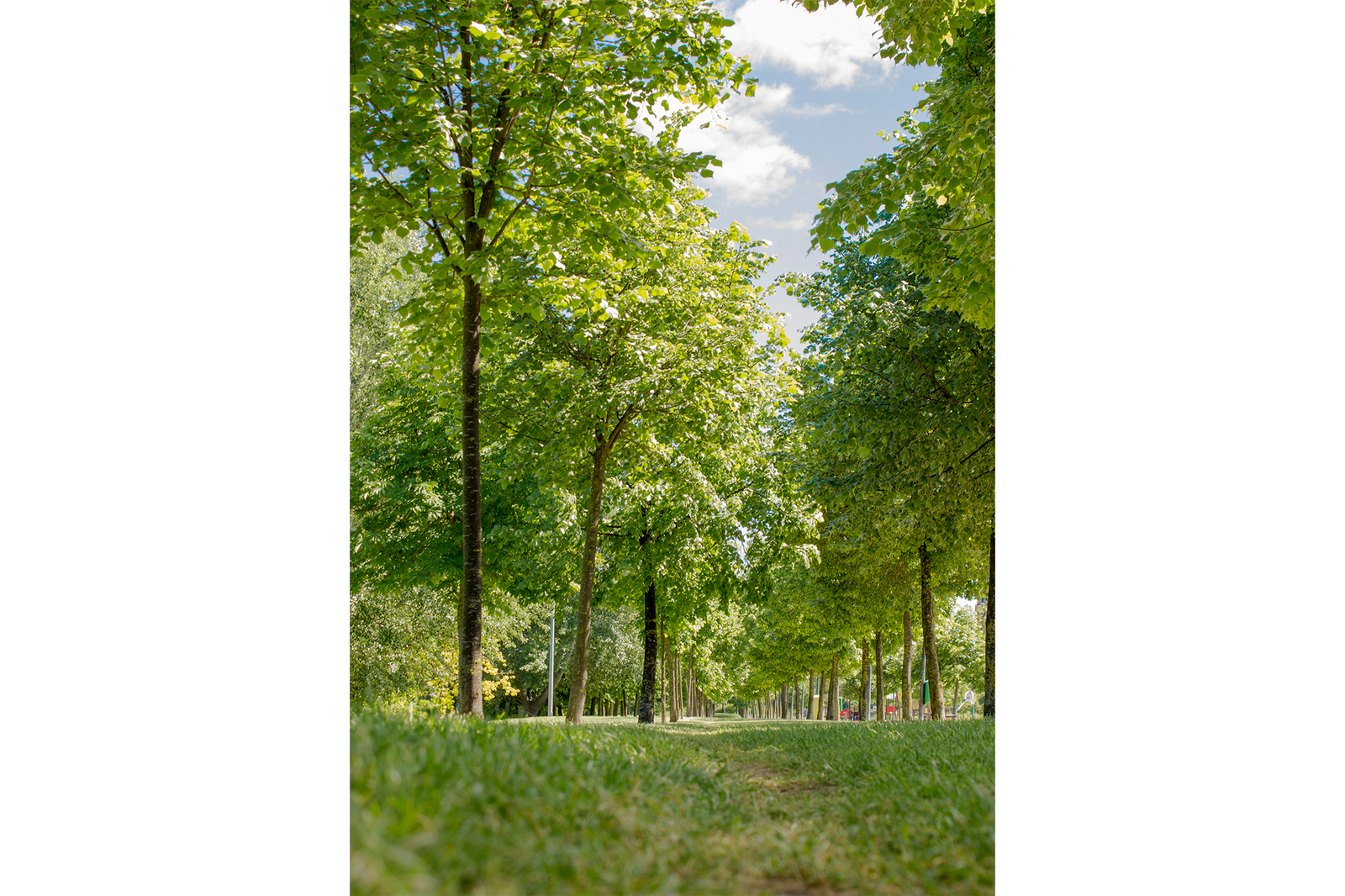 Paseo arbolado, Logroño