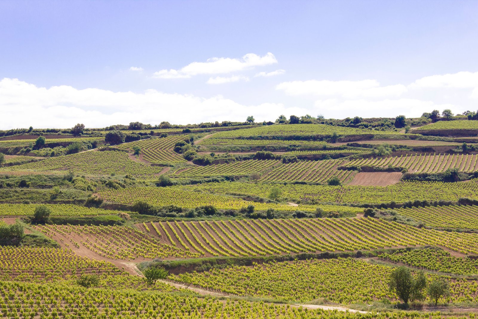 Viñedos en La Rioja