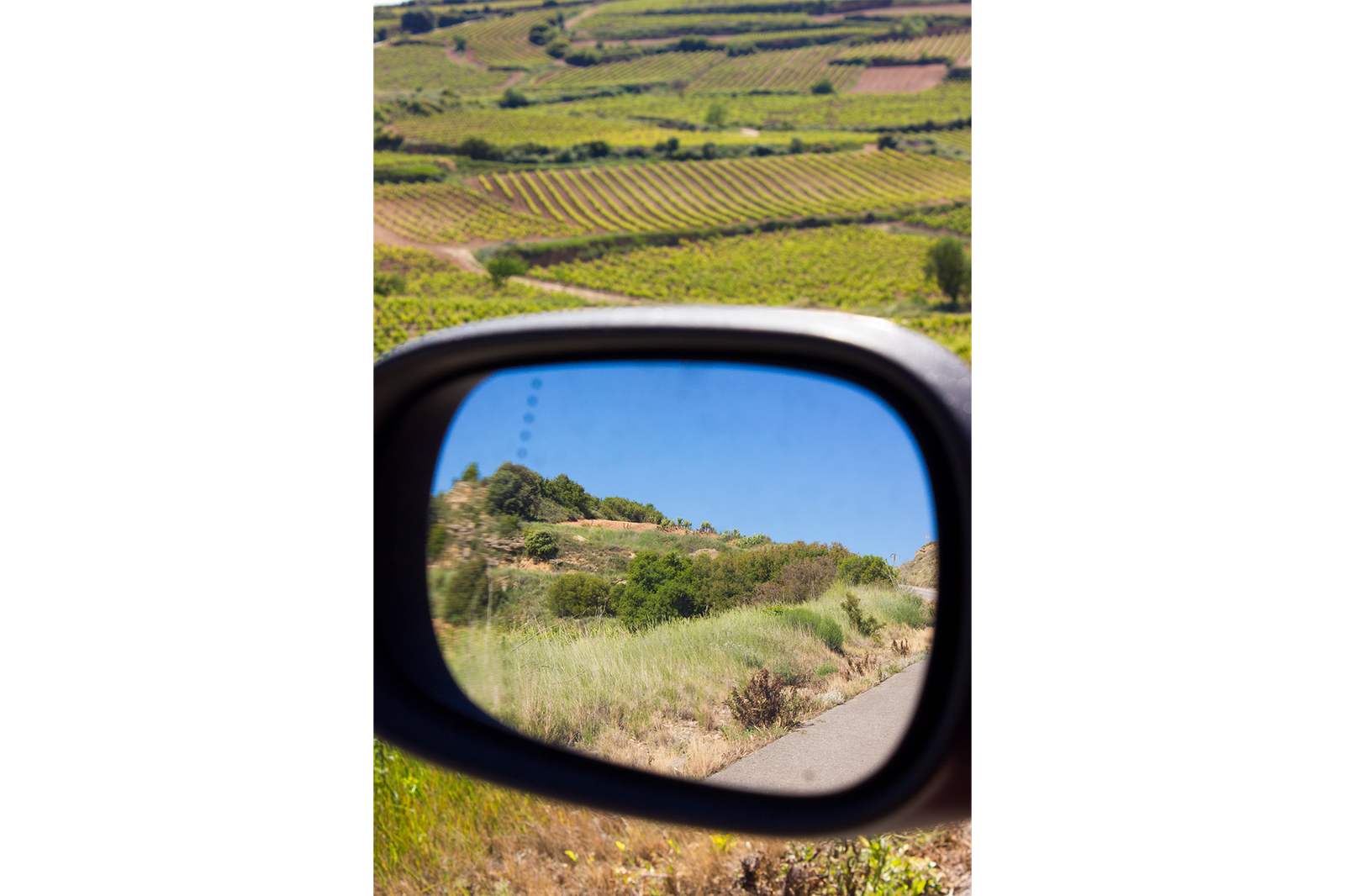 Viñedos en La Rioja