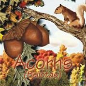 Acorns