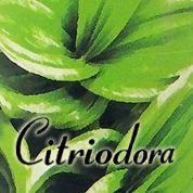 Citriodora